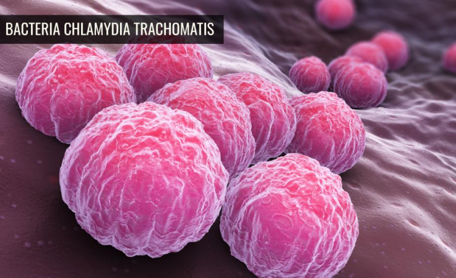 Foto bacteria clamidia