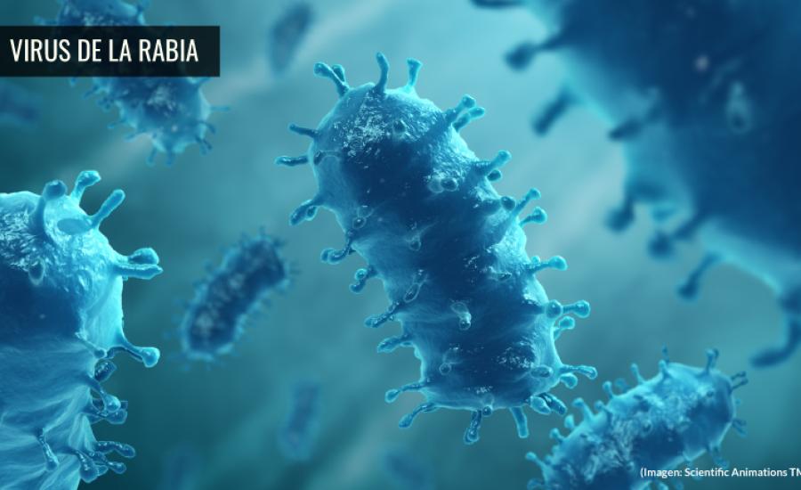 Foto virus rabia