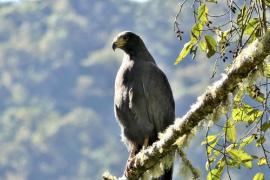 Foto 104057724, (c) SpyingNaturalist, algunos derechos reservados (CC BY-NC), subido por SpyingNaturalist