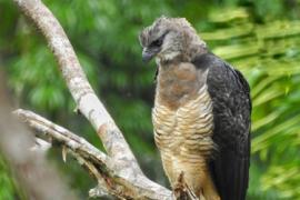 Foto 285619866, (c) Eduar Luis Paez Nuñez, todos los derechos reservados, subido por Eduar Luis Paez Nuñez