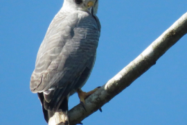Aguililla Gris Meridional (Buteo nitidus)