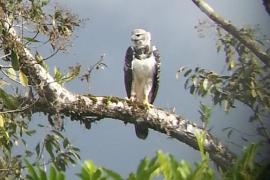 Águila Arpía (Harpia harpyja)