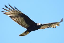 Aguililla Aura (Buteo albonotatus)