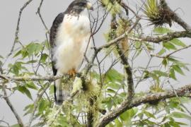 Aguililla Cola Corta (Buteo brachyurus)