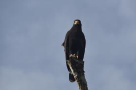 Aguililla Negra Mayor (Buteogallus urubitinga)
