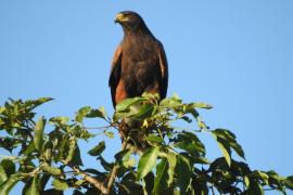 Aguililla Rojinegra (Parabuteo unicinctus)