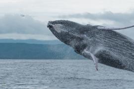 Ballena Jorobada (Megaptera novaeangliae)