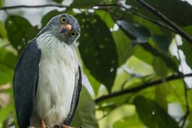 Busardo Semiplomizo (Leucopternis semiplumbeus)