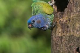 Loro Cabeciazul (Pionus menstruus)