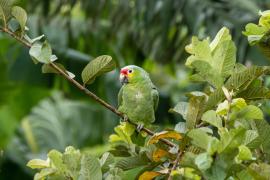 Loro Cachetes Amarillos (Amazona autumnalis)