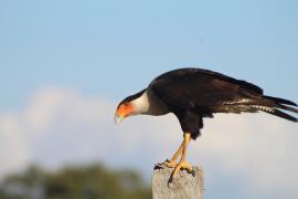 Caracara Quebrantahuesos Centroamericano (Caracara plancus ssp. cheriway)