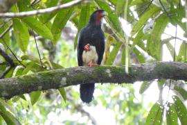 Caracara Comecacao (Ibycter americanus)