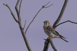 Cernícalo Americano (Falco sparverius)