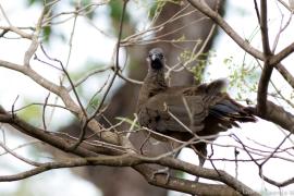Chachalaca Oriental (Ortalis vetula)