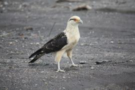 Chimachimá (Daptrius chimachima)