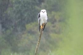 Elanio Coliblanco (Elanus leucurus)