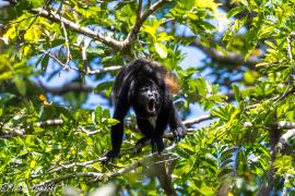 Mono Congo (Alouatta palliata)