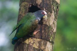 Loro Corona Blanca (Pionus senilis)