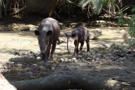 Tapir Centroamericano (Tapirus bairdii)
