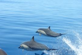 Delfín Común (Delphinus delphis)