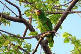 Loro Frente Blanca (Amazona albifrons)