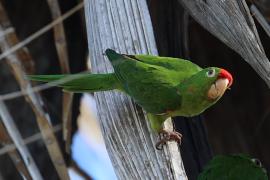 Perico Frentirrojo (Psittacara finschi)