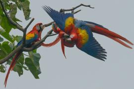 Guacamaya Roja (Ara macao)