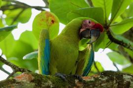 Guacamaya Verde Limón (Ara ambiguus)
