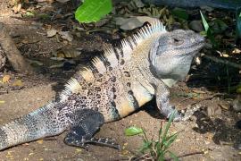 Garrobo (Ctenosaura similis)
