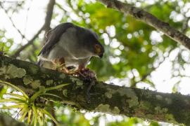 Gavilán Bicolor (Accipiter bicolor)