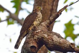 Gavilán Bidentado (Harpagus bidentatus)