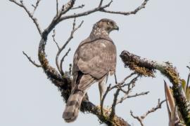 Gavilán de Cooper (Accipiter cooperii)