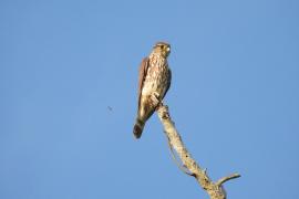 Halcón Esmerejón (Falco columbarius)