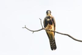 Halcón Fajado (Falco femoralis)