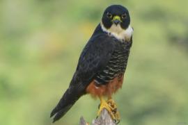 Halcón Murcielaguero (Falco rufigularis)
