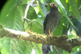 Halcón Selvático (Barrado Micrastur ruficollis)