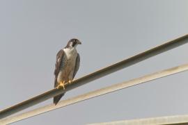 Halcón Peregrino (Falco peregrinus)