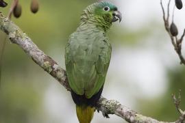 Loro Corona Azul (Amazona farinosa)