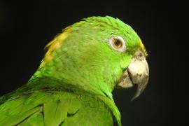 Loro Nuca Amarilla (Amazona auropalliata)