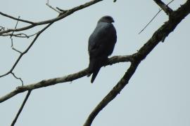 Milano de Mississippi (Ictinia mississippiensis)