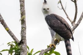 Aguilillo Penachudo (Spizaetus ornatus)