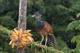 Pavón Grande (Crax rubra)