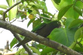 Perico Pecho Sucio (Eupsittula nana)