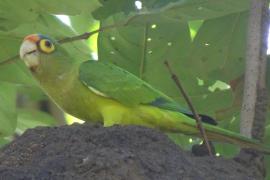 Perico Frente Naranja (Eupsittula canicularis)