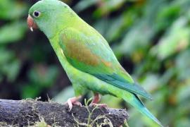 Periquito Barbinaranja (Brotogeris jugularis)