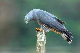 Gavilán Pico de Gancho (Chondrohierax uncinatus)