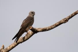 Milano Plomizo (Ictinia plumbea)