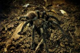 Sericopelma melanotarsum