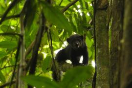 Tolomuco (Eira barbara)