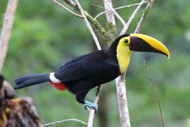Ramphastos ambiguus ssp. swainsonii